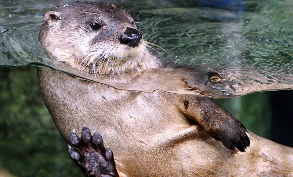 Extended Fun Thursdays Admission for Two or Four at The Florida Aquarium (50% Off)  - Second Medium