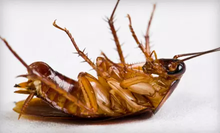 $39 for a Pest Control Package (Up to $200 Value), Plus $300 Toward Termite Treatment from A American Pest Control - Primary Image