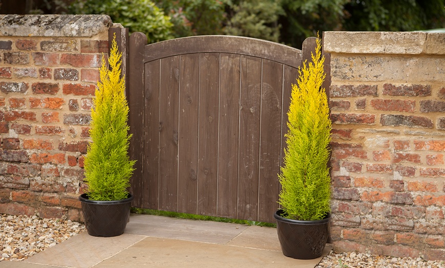 Image 2: Two Potted Golden Cypress Trees