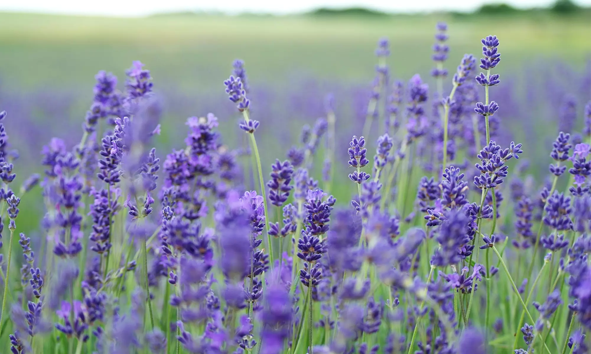 Up to Nine Ready-to-Plant Lavender Essence Purples in 7cm Pot - Image 5