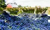 Vine Training and Barrel Tasting for Two or Four at Next Chapter Vineyard (Up to 59% Off)