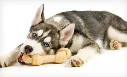 $25 for $50 Worth of Pet Supplies at Paws and Claws - Primary Image
