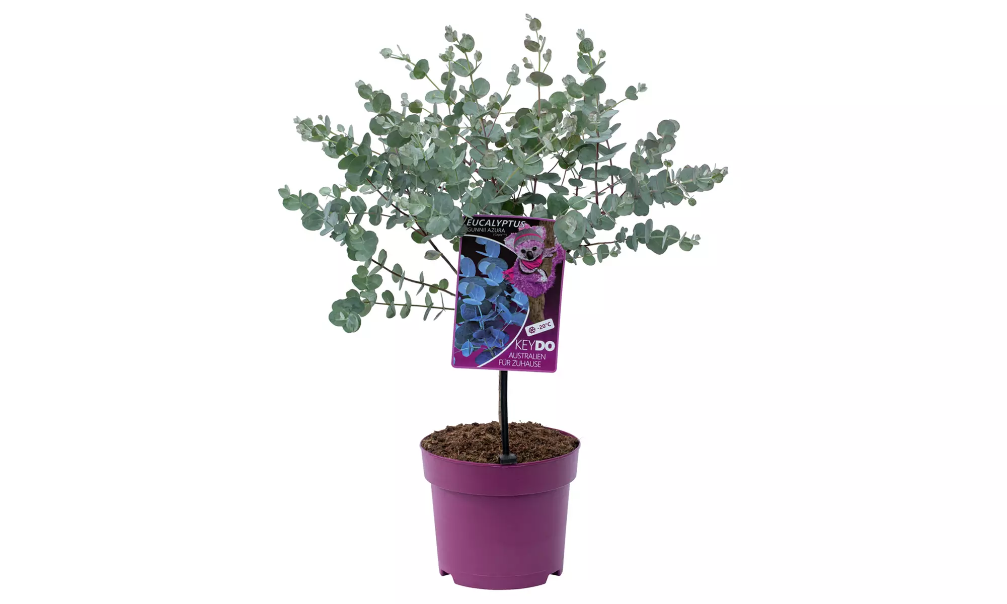 1x oder 2x Eukalyptus-Baum, inkl. Versand - Primary Image