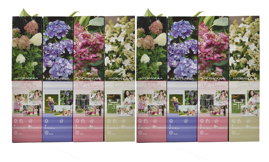 Image 10: Sets d'hortensias XXL à fleurs