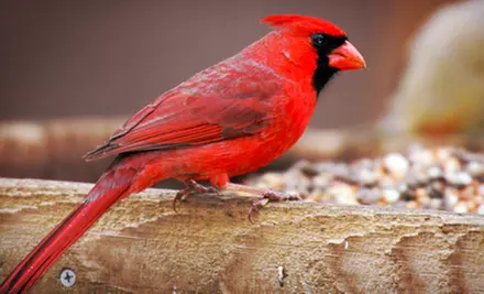$15 for $30 Worth of Bird-Feeding and Nature Supplies at Wild Birds Unlimited - Primary Image