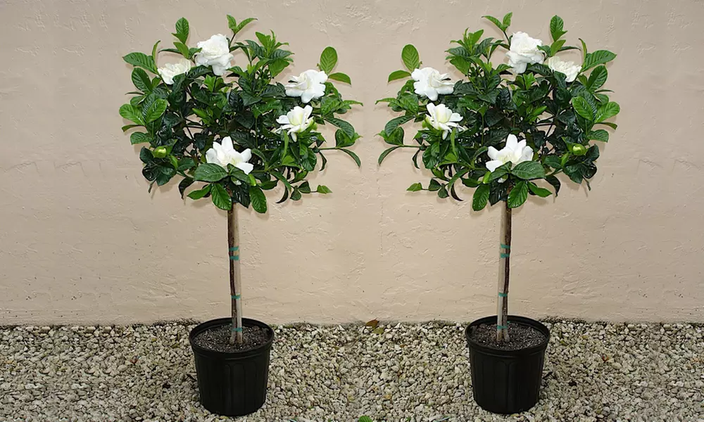 Two Gardenia Trees for £34.99 With Free Delivery (53% Off) - Primary Image