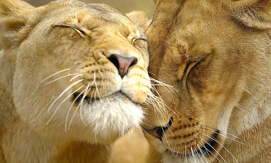 Image 1: South Lakes Safari Zoo