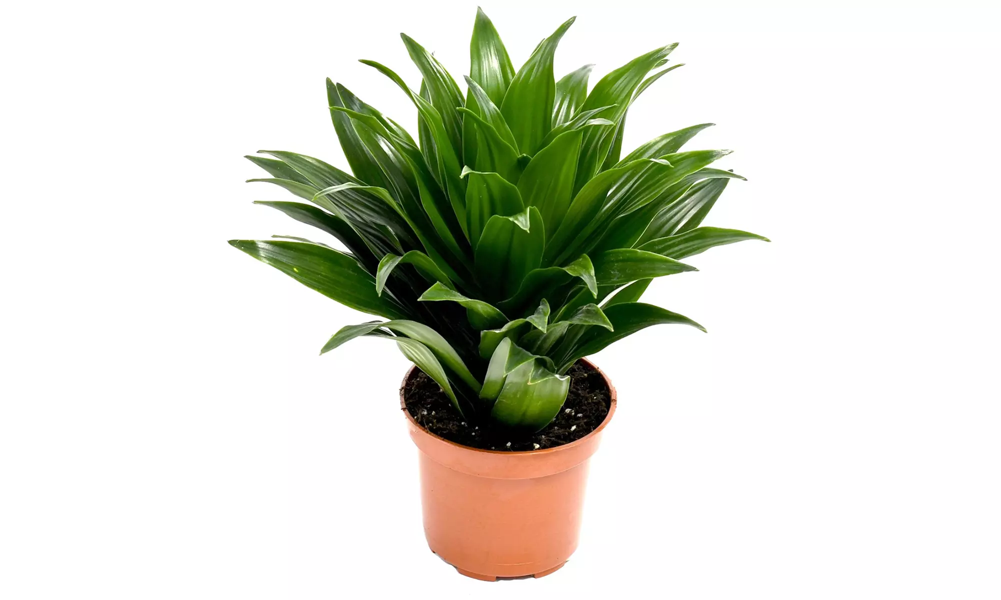 Set van 5 luchtzuiverende kamerplanten