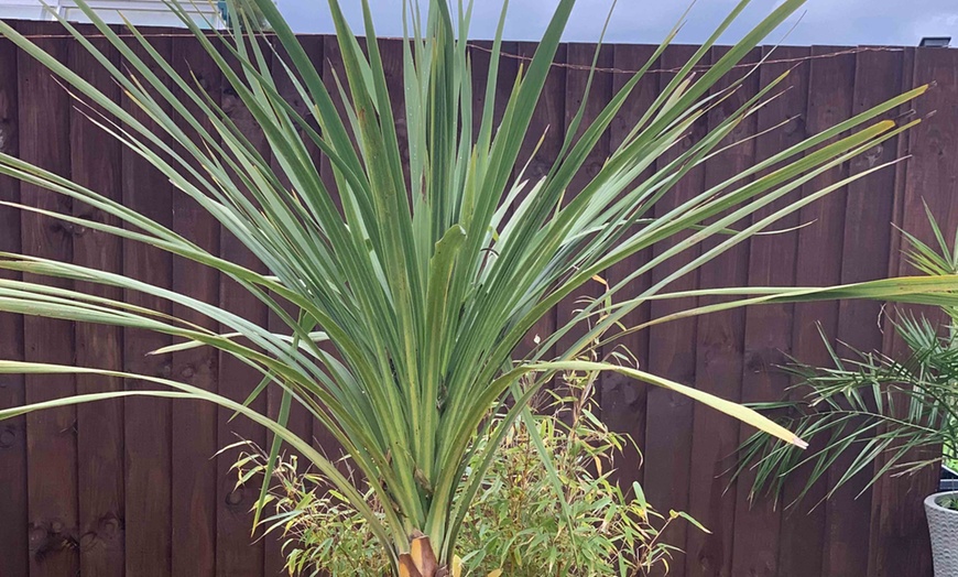 Image 4: One or Two Cordyline Australis Verde Plants in 17cm Pot