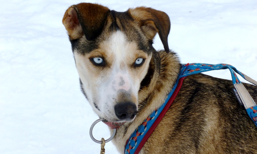 Image 4: Lapland Dog Sledding