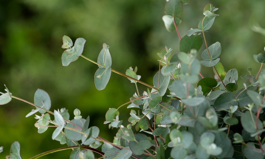 Image 3:  Eucalyptus Gunnii 'Baby Blue'