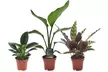 3er-Set Calathea insignis, Philodendron 'Green Princess' und Strelitzia Reginae - Second Medium