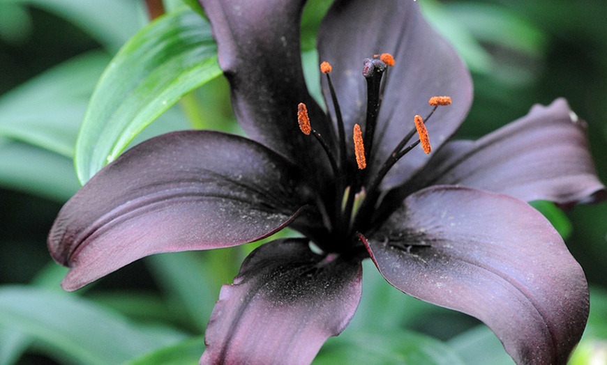 Image 1: 10 Bulbs of 'Black Pearl' Lilies