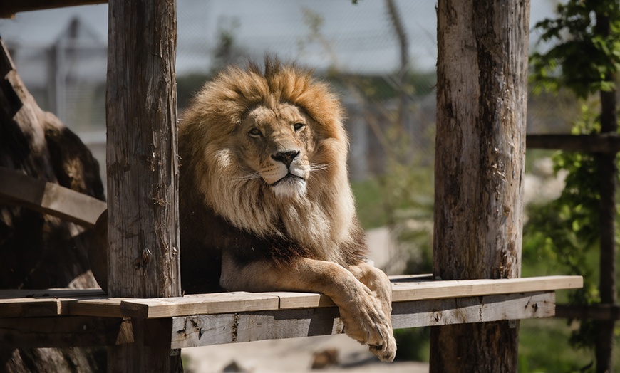 Image 17: Entrées adulte et enfant au choix au Zoo Refuge La Tanière 