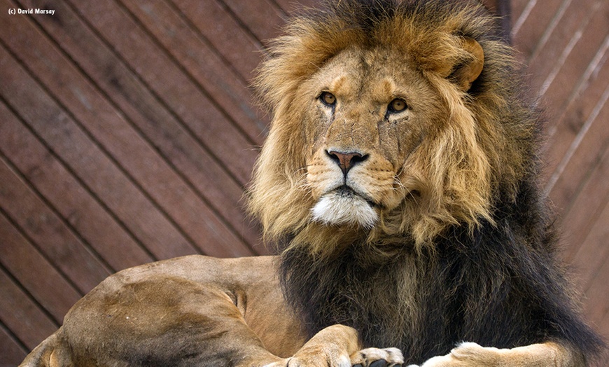 Image 6: Unlimited Entry to Colchester Zoo