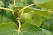 Green Fig Fruit Tree - 1 or 2 Potted Plants - Image 5