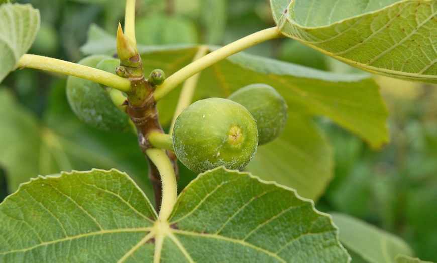 Image 5: Green Fig Fruit Tree - 1 or 2 Potted Plants