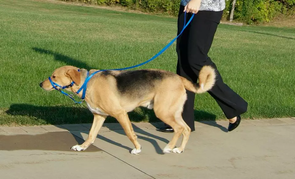 $9.99 for a Holt Head Dog Collar (Up to $19.99 List Price). Multiple Colors Available. - Primary Image
