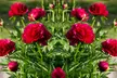 Lot de 10 pivoines rouges, livrées en racines nues - Image 2