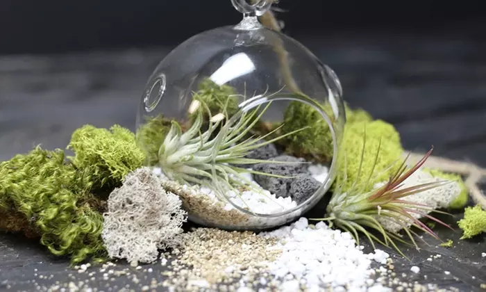 Build Two Custom Terrariums with Succulents and Air Plants - Primary Image