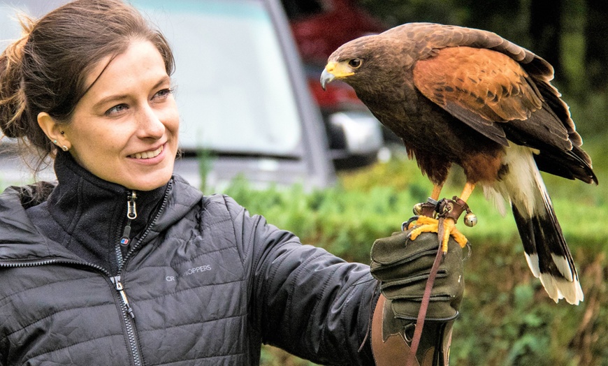 Image 1: Birds of Prey or Owl Encounter Experience at CJ's Birds of Prey