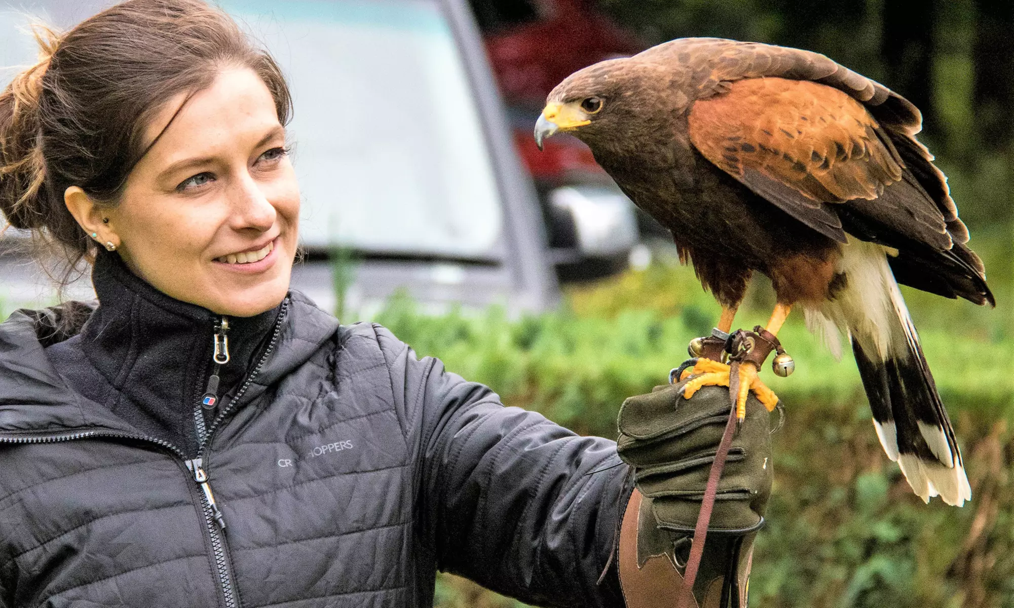 One or Two Birds of Prey (Two-Hours) or Owl Encounter Experience at CJ's Birds of Prey - Primary Image