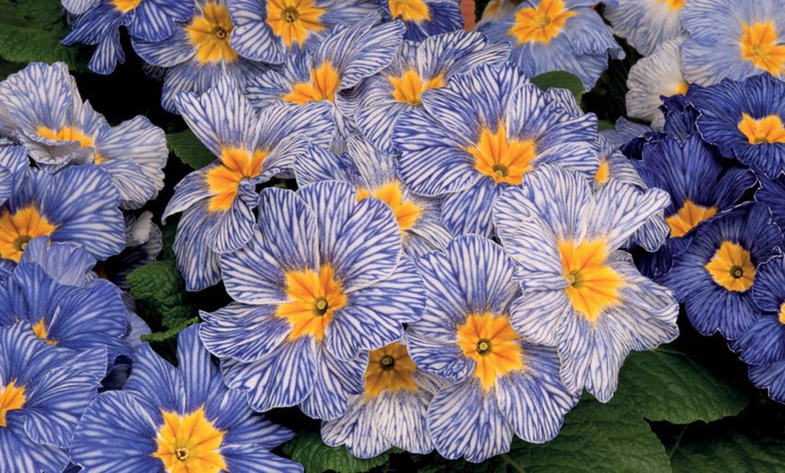 Image 11: Winter Bedding Mix Garden Ready Plants or Plug Plants