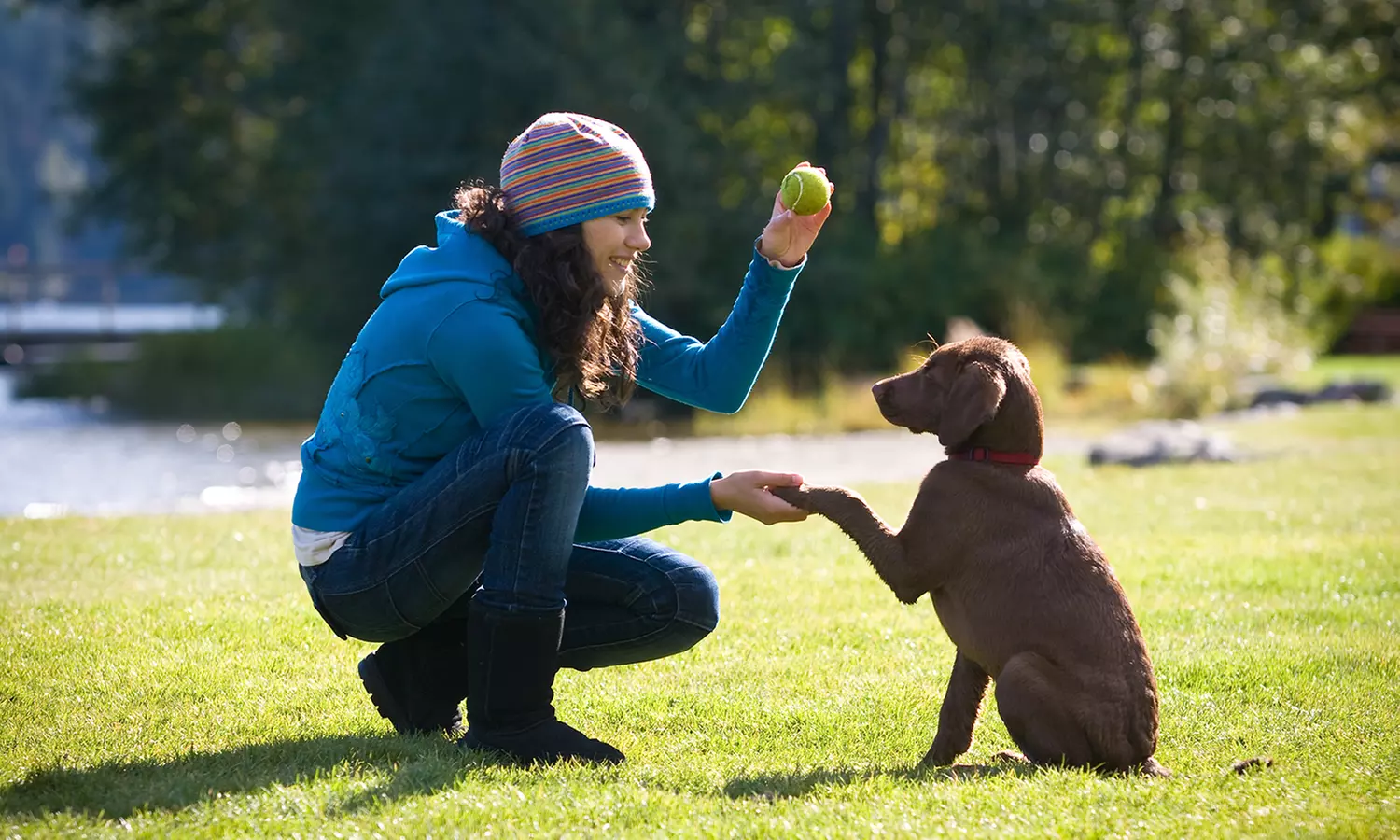 Training Evaluation and 30-Minute Private Lesson for One or Two Dogs at Meadowlake Pet Resort (Up to 85% Off) - Primary Image