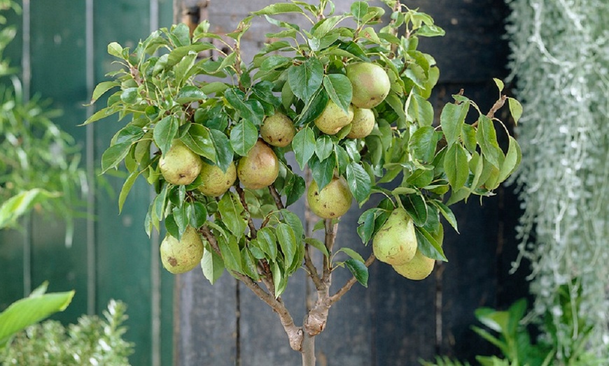 Image 4: Patio Fruit Trees