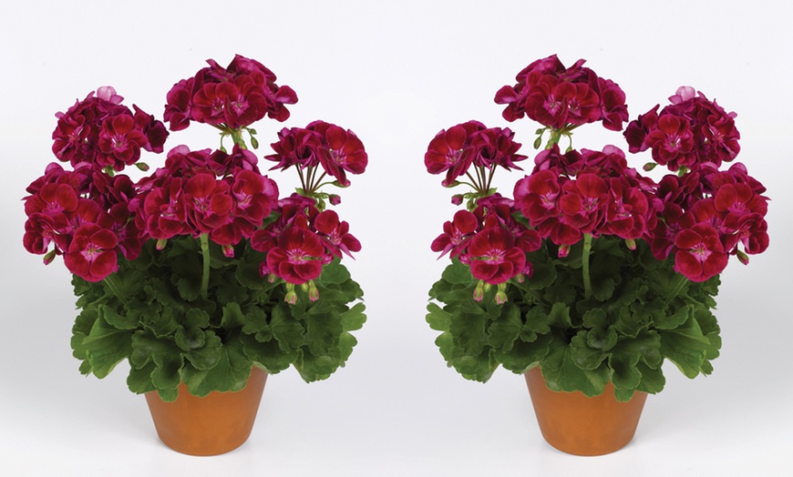 Image 7: 5, 15 or 30 Jumbo Plug Plants of Geranium Giant
