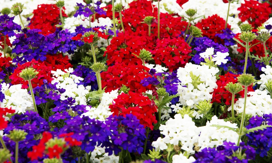 Image 1: Garden-Ready Verbena Plants