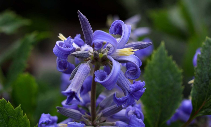 Image 3: One, Two or Three Clematis New Love 7cm Pot Plants