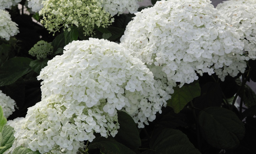 Image 3: One or Two Hydrangea  Annabelle Potted Plants