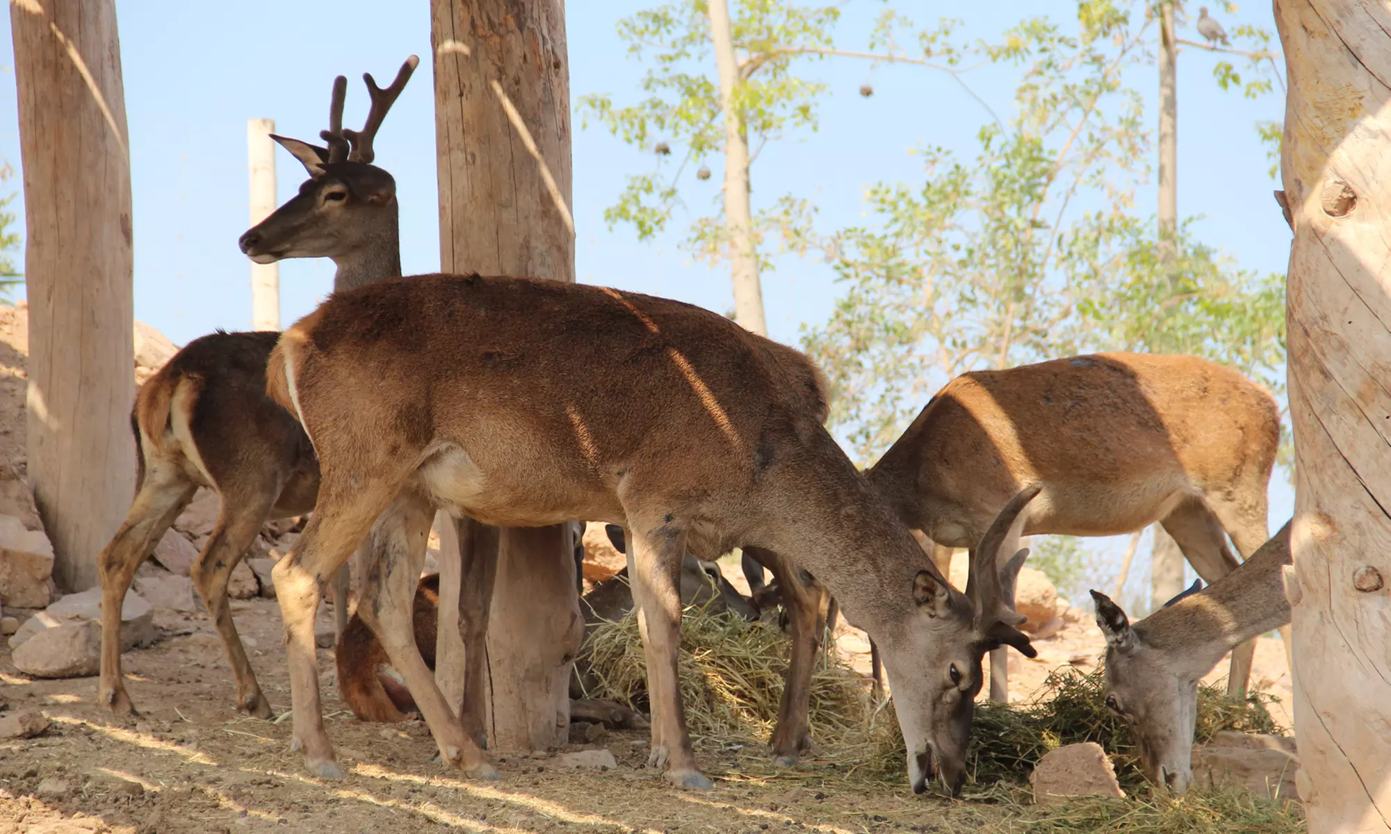 Entrada de un día para niño o adulto en Terra Natura Murcia