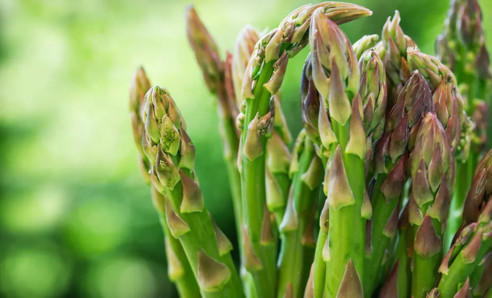 $14.99 for an Asparagus Plant Bundle ($26.99 List Price). Free Returns. - Primary Image