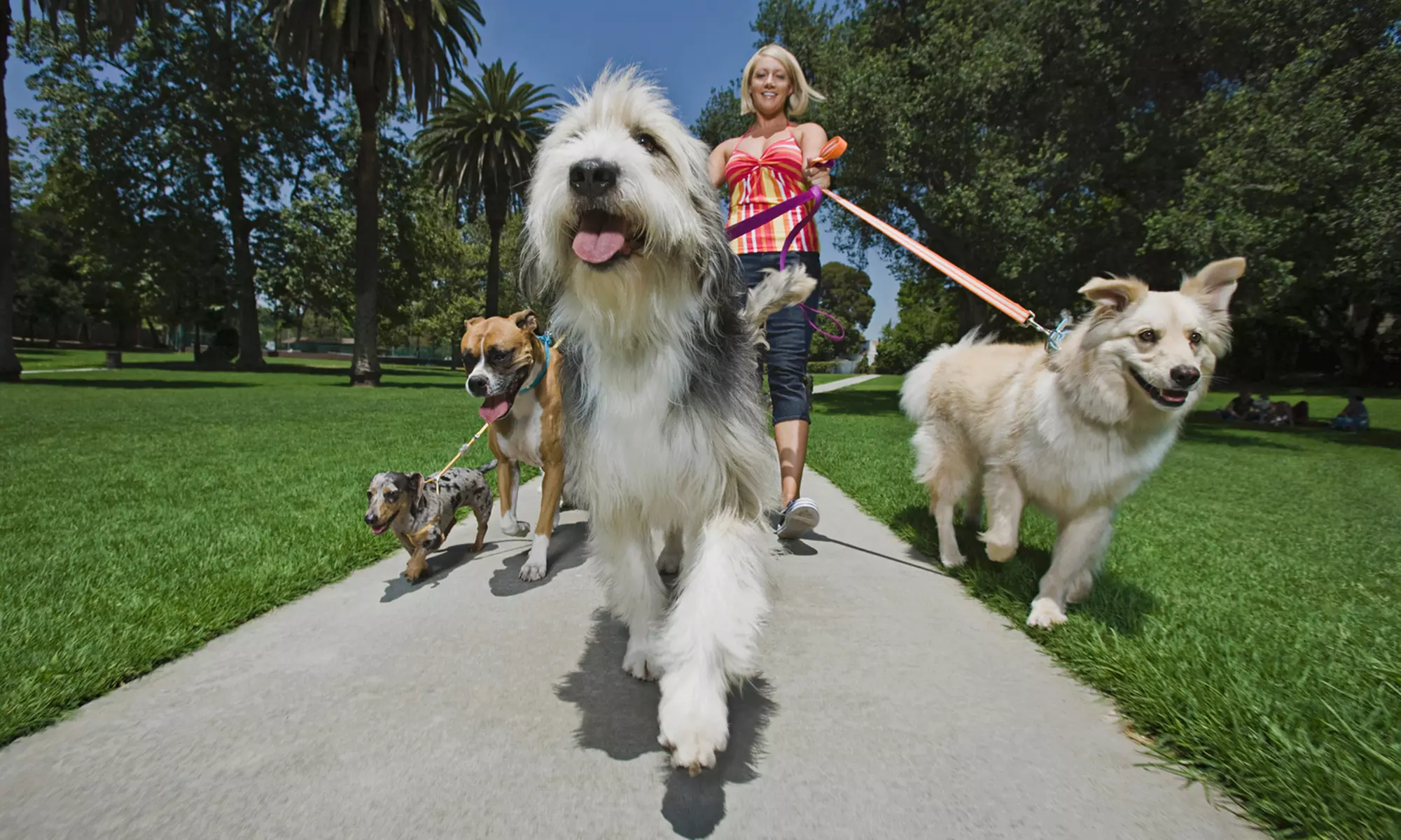1, 3, 5, or 10 Half-Hour Dog-Walking Sessions from Woof Doggy Woof LLC (57% Off) - Primary Image