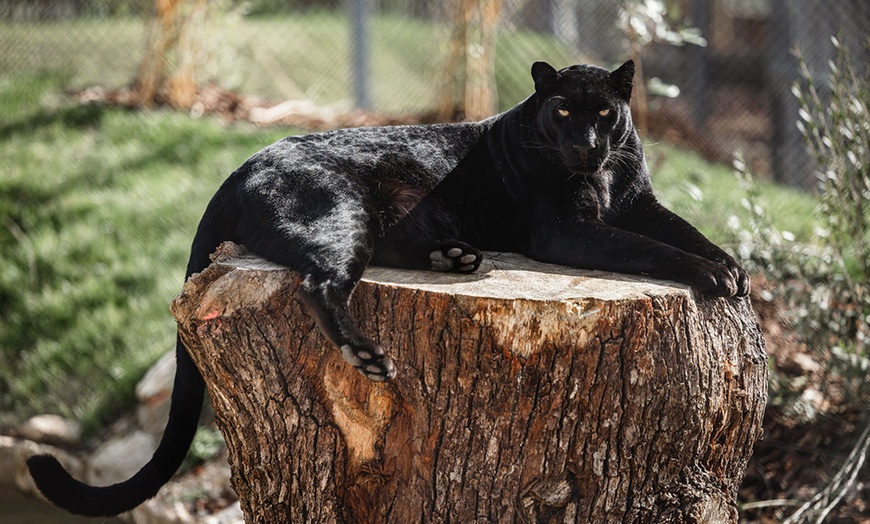 Image 3: Entrées adulte et enfant au choix au Zoo Refuge La Tanière 