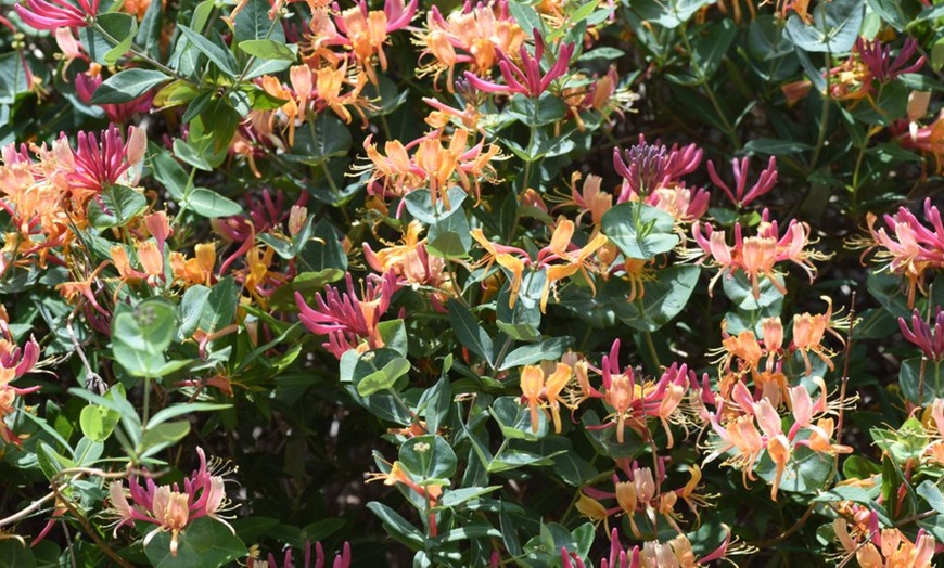 Image 6: Potted Fragrant Honeysuckle Plants – Trio of Varieties