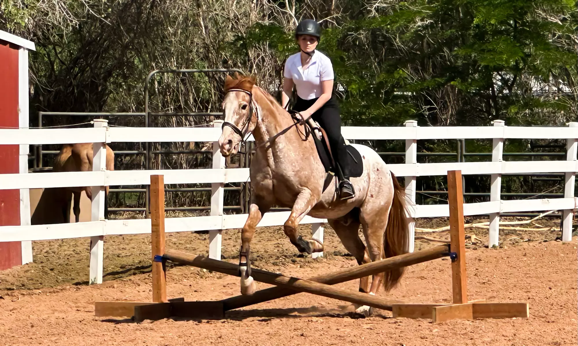 Enjoy Horseback Riding Lessons for Four Weeks in June and July 2025!