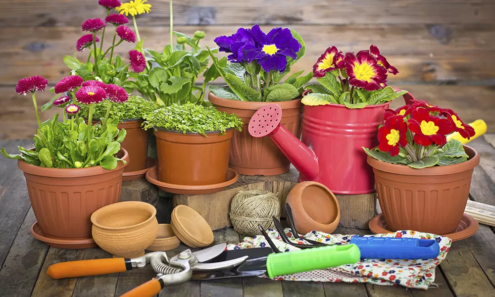 270 Spring Bedding Plants For Basket and Patio for £19.99 With Free Delivery (51% Off) - Primary Image