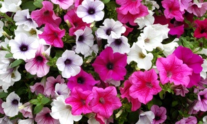  Surfinia Petunia mix of 5, 10... 