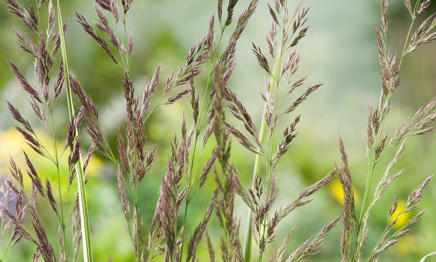 Image 5: 1 of 2 siergras planten 'Calamagrostis Overdam'