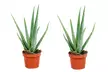 2, 4 oder 6 Pflanzen Aloe Vera inkl. Versand - Second Medium