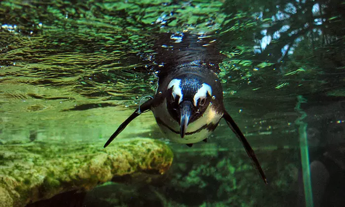 Visit for Two or Four to The Florida Aquarium (Up to 39% Off)  - Second Medium
