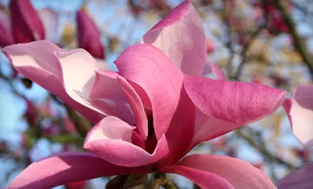 City-Gardens Tour and Membership to The Delaware Center of Horticulture for an Individual or Family (Up to 68% Off) - Primary Image