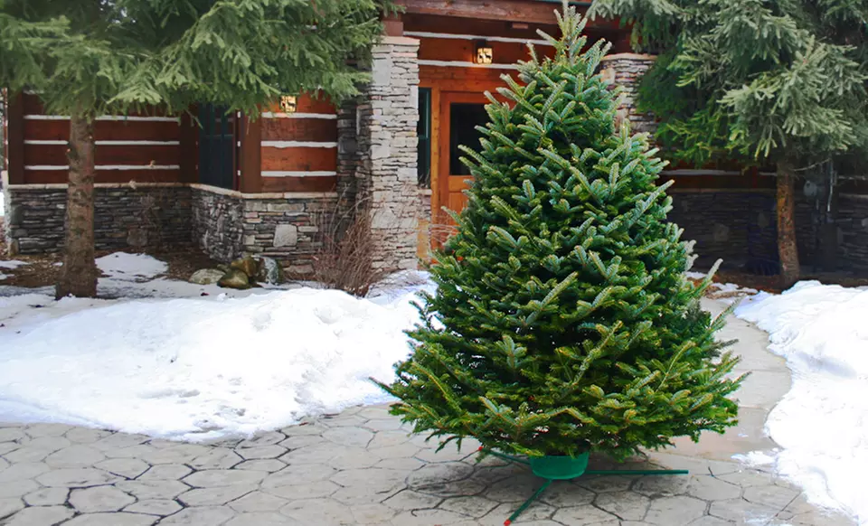 Fresh Cut Christmas Trees—Premium Fraser Fir or Black Hill Spruce - Primary Image