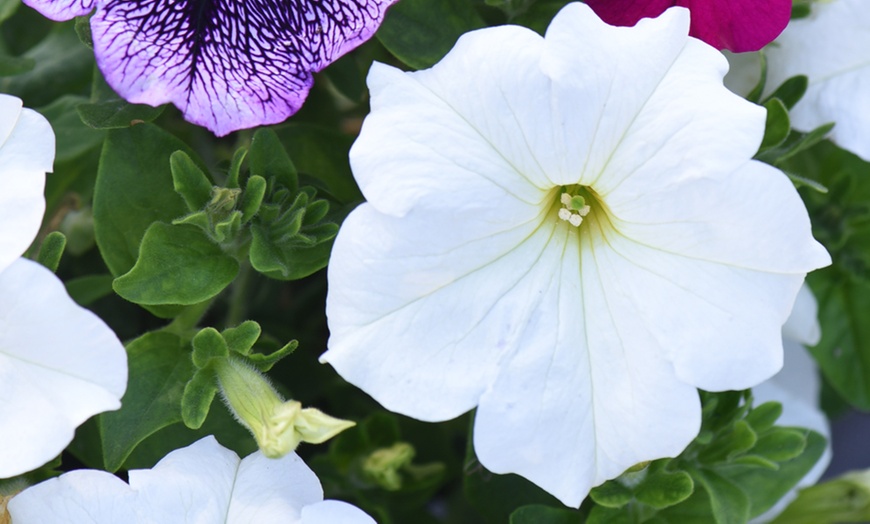 Image 5: 5, 10 or 20 Petunia Giant Mix Plants