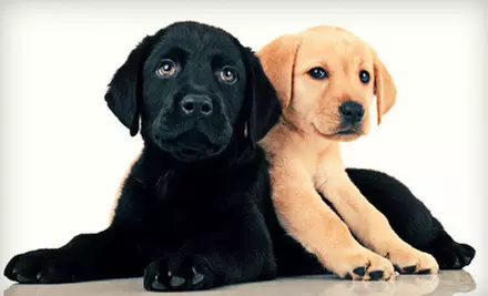 Two or Three Nights of Boarding for One Dog at Tully's Kennels (Up to 57% Off) - Primary Image