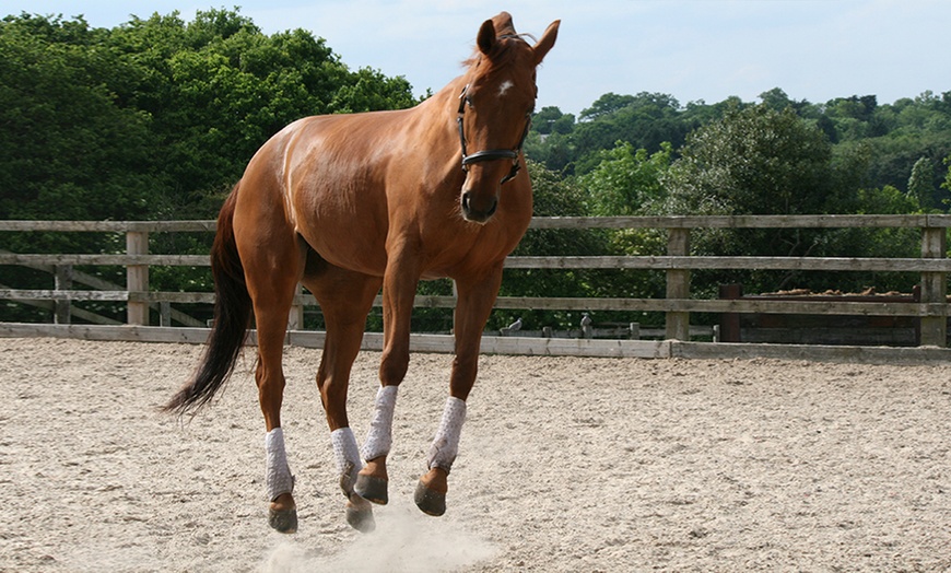 Image 2: Intensive Horse Riding Course