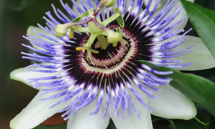 Image 3: 4 or 8 Passion Flower Plants